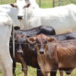 bovinos-mais