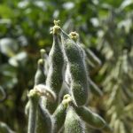 Soja-Foto-Bruno-Rezende-01-730x480