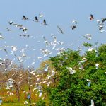 Pantanal-COP-15-Foto-Saul-Schramm-4-2048x1254