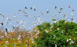 Pantanal-COP-15-Foto-Saul-Schramm-4-2048x1254