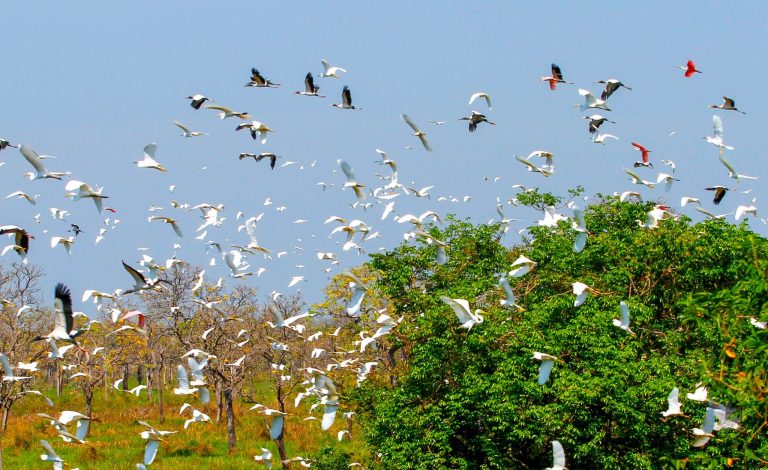 Pantanal-COP-15-Foto-Saul-Schramm-4-2048x1254